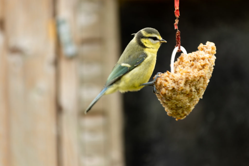 Great Tit